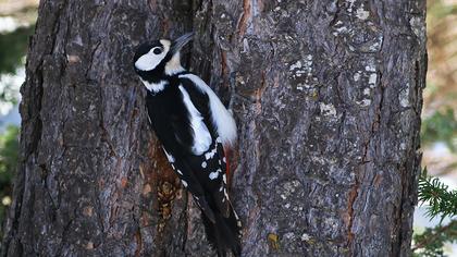 Orman alaca ağaçkakanı