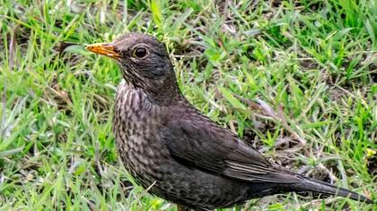 Common Blackbird