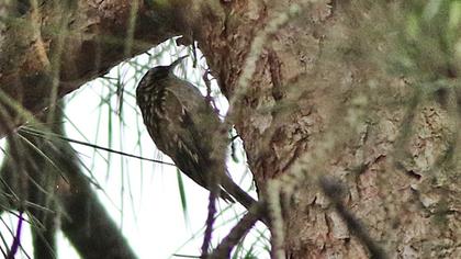 Bahçe tırmaşıkkuşu