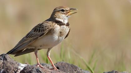 Küçük boğmaklı toygar