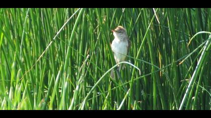 Büyük kamışçın