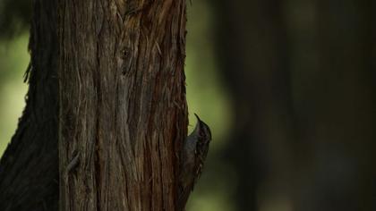 Orman tırmaşıkkuşu