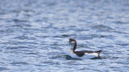 Karagerdanlı dalgıç