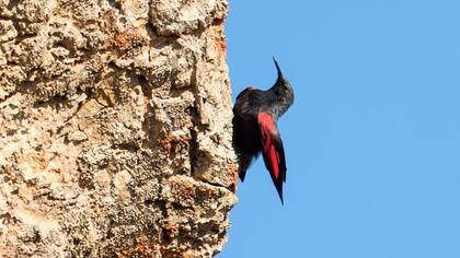 Duvar tırmaşıkkuşu