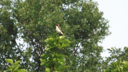 Kızılbaşlı örümcekkuşu