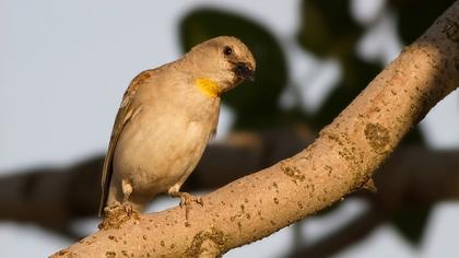 Sarıboğazlı serçe