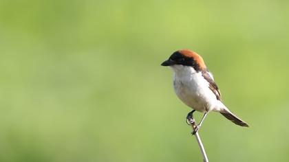 Kızılbaşlı örümcekkuşu