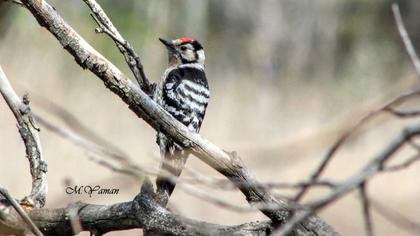 Küçük ağaçkakan