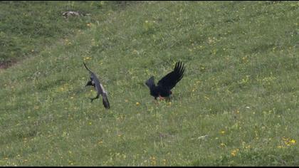 Kırmızıgagalı dağ kargası