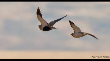 Kılkuyruk bağırtlak