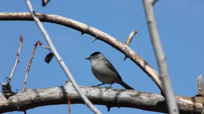 Karabaşlı ötleğen