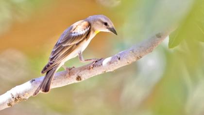 Sarıboğazlı serçe