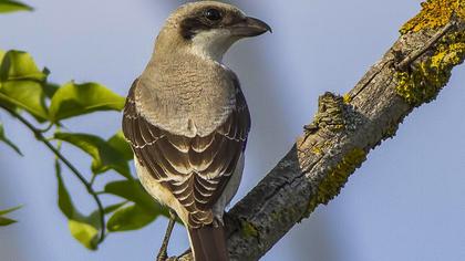 Karaalınlı örümcekkuşu