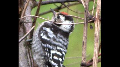 Küçük ağaçkakan