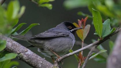 Karaboğazlı ötleğen