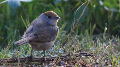 Karabaşlı ötleğen