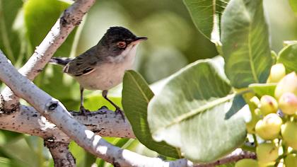 Pembegöğüslü ötleğen