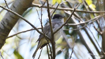 Karabaşlı ötleğen