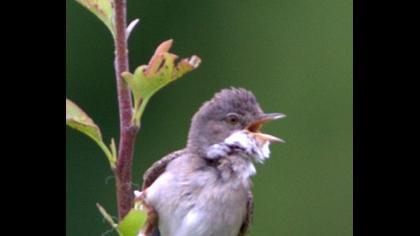 Akgerdanlı ötleğen