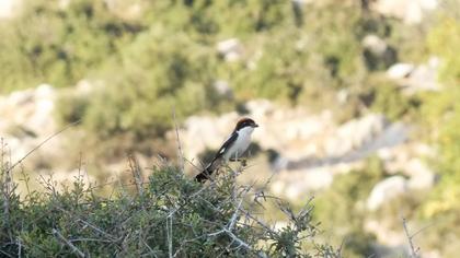 Kızılbaşlı örümcekkuşu