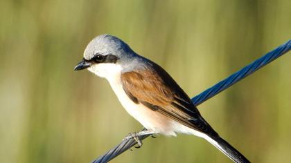 Kızılsırtlı örümcekkuşu