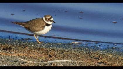 Halkalı küçük cılıbıt