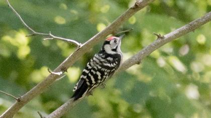 Küçük ağaçkakan