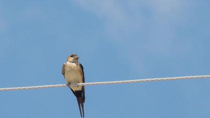 Kızıl kırlangıç