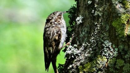 Bahçe tırmaşıkkuşu