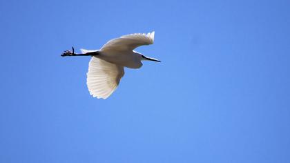 Küçük ak balıkçıl