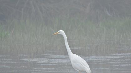 Büyük ak balıkçıl