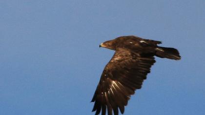 Küçük orman kartalı