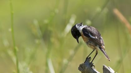 European Stonechat