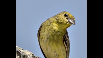 Cinereous Bunting