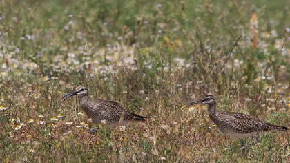 Sürmeli kervançulluğu