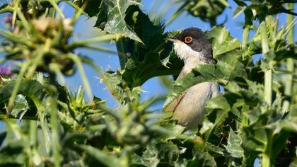 Pembegöğüslü ötleğen
