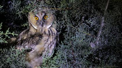 Kulaklı orman baykuşu