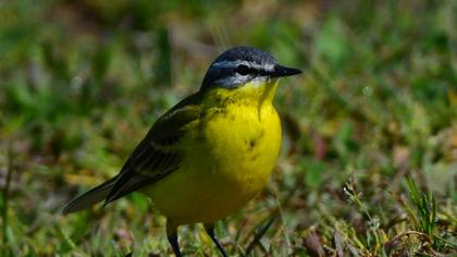 Western Yellow Wagtail