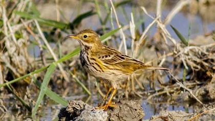 Meadow Pipit