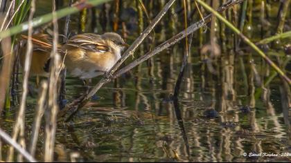 Bıyıklı baştankara