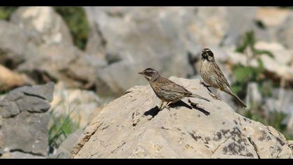 Sürmeli dağbülbülü
