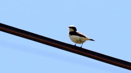 Karakulaklı kuyrukkakan