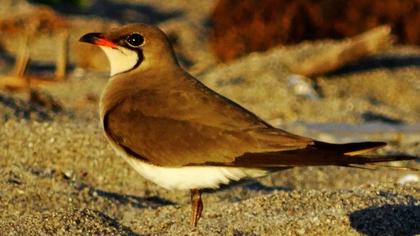 Bataklıkkırlangıcı