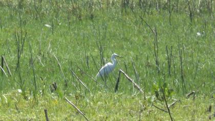 Küçük ak balıkçıl
