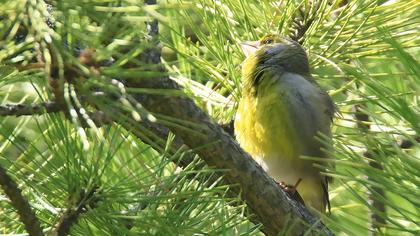 European Greenfinch