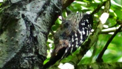 Aksırtlı ağaçkakan