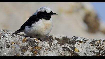 Aksırtlı kuyrukkakan