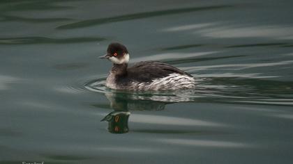 Karaboyunlu batağan
