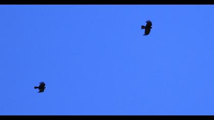 Sarıgagalı dağ kargası