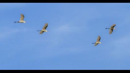 Büyük ak balıkçıl